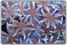 Encrusting Anthelia
